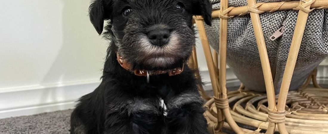 💸 How Much Does a Miniature Schnauzer Cost? Miniature Schnauzer Puppy Prices Explained