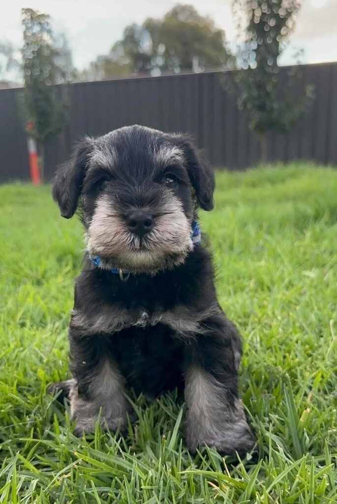 How Much Does a Miniature Schnauzer Cost?,
 Miniature Schnauzer Puppy Prices
